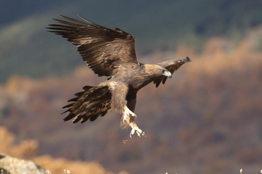 Golden,Eagle,Flight
