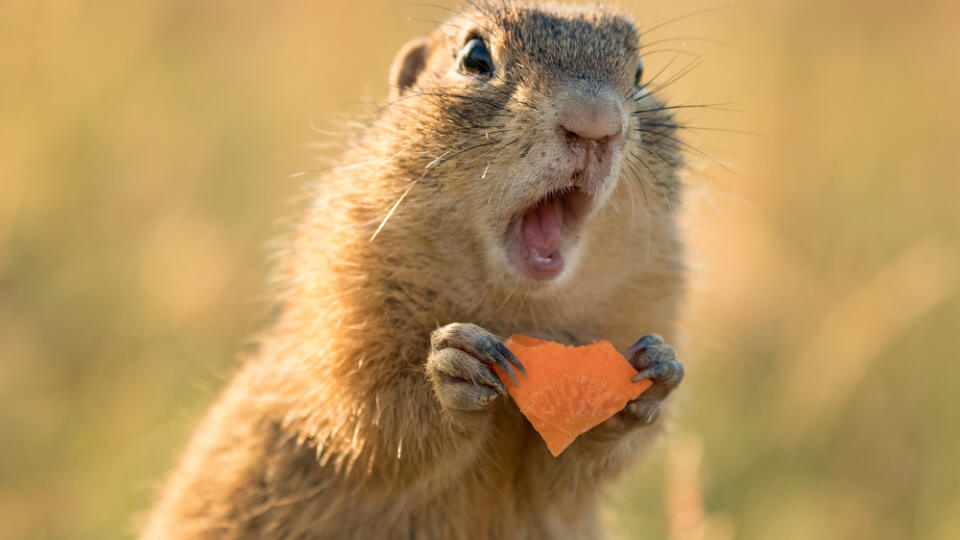 Small,And,Lovely,Ground,Squirrel,On,A,Meadow,Among,Flowers