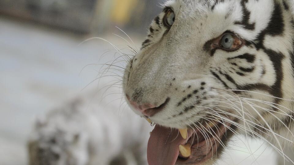 Tigre patria k ohrozeným druhom.