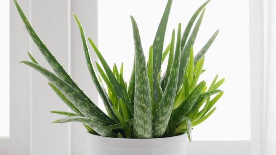 aloe vera