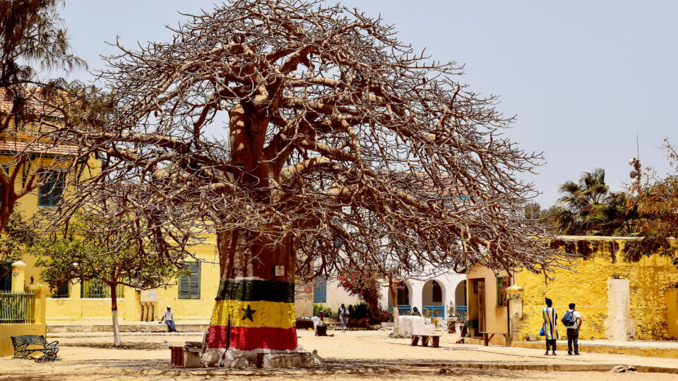 Baobab
Jeden z posvätných stromov na ostrove Gorée.