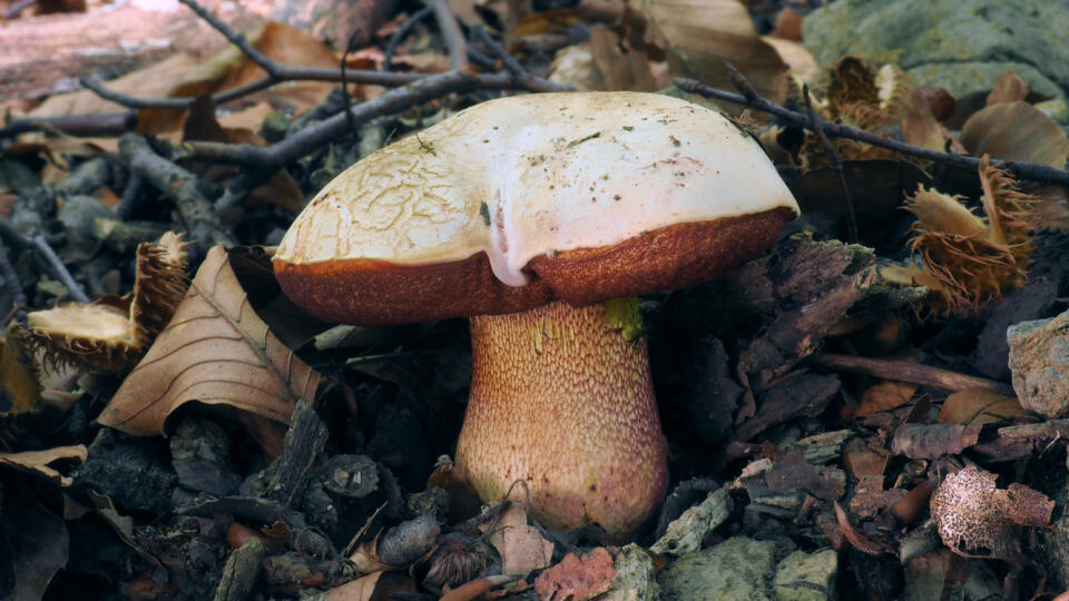 Hríb purpurový, v surovom stave sa mu prisudzujú jedovaté účinky.