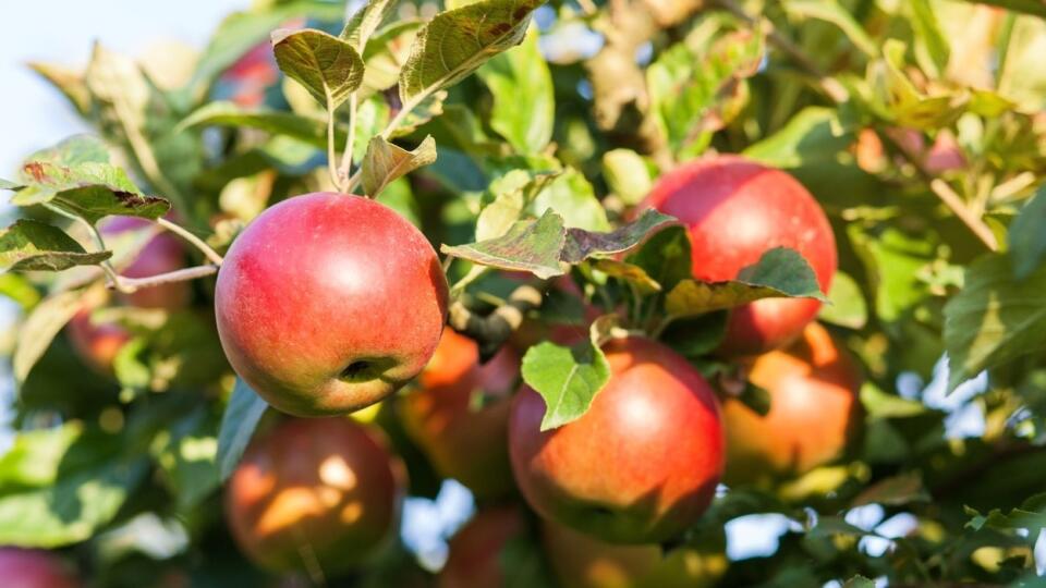 Svojimi nárokmi na klimatické podmienky sú jablone veľmi prispôsobivý druh, čo je dané hlavne širokým sortimentom odrôd a podpníkov. 