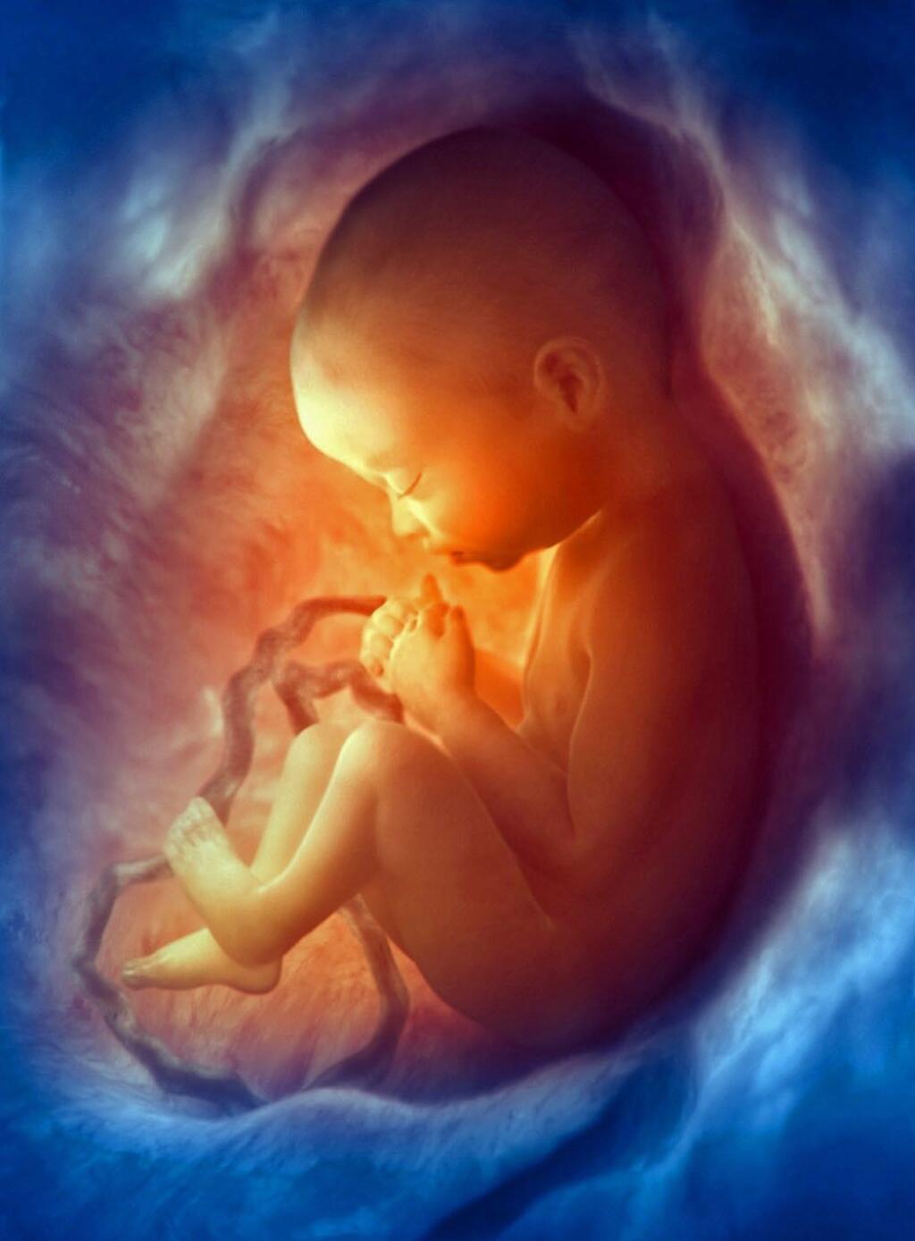 Внутриутробная жизнь ребенка. Утро ребенка. УТ детям. Младенец в утробе.