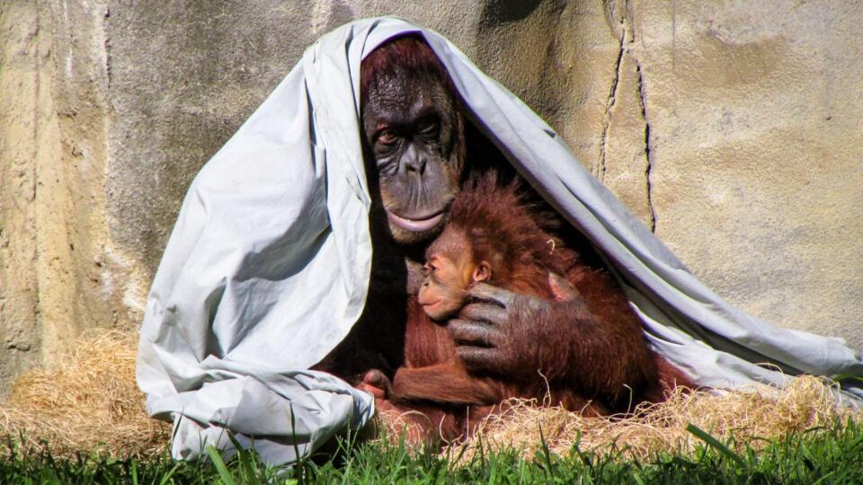 Orangutania matka.