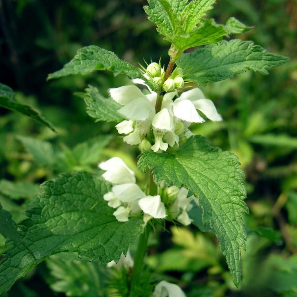 Hluchavka