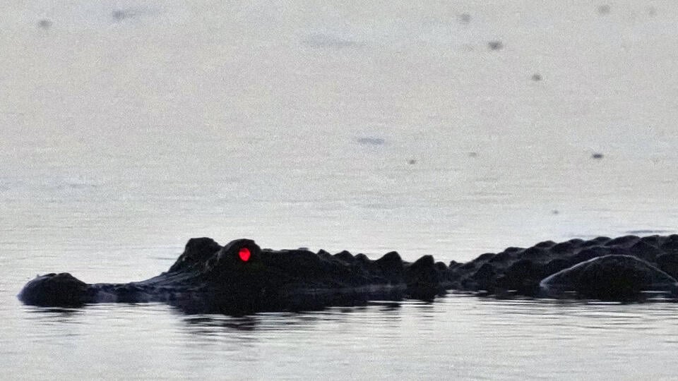 Ilustračné foto. Červené oko aligátora, ktorý v plytčine hľadá potravu pred východom slnka na pobreží v národnom parku Canaveral National Seashore v Titusville na Floride v stredu 31. augusta 2022. FOTO TASR/AP