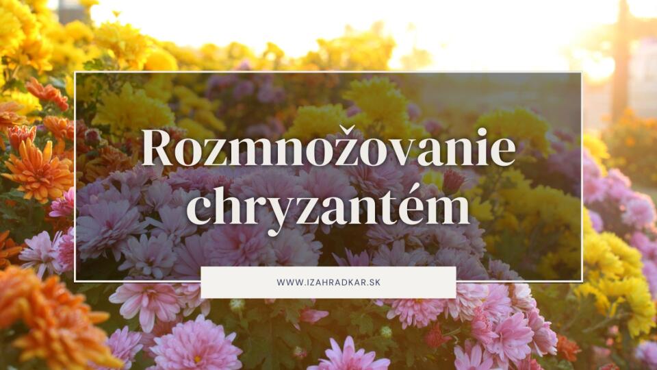 Rozmnožovanie chryzantém