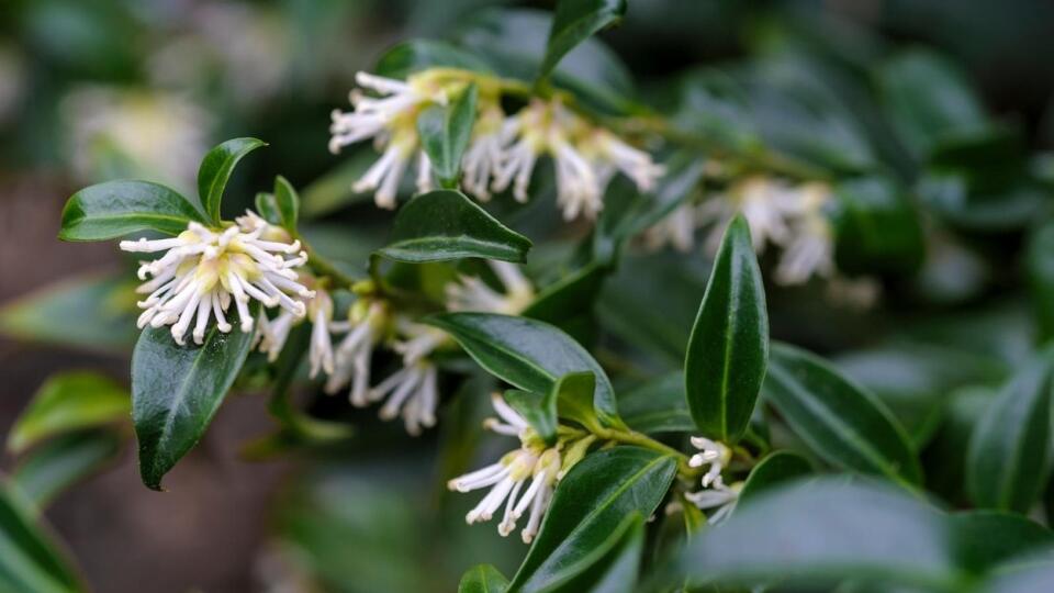 Sarkokoka (Sarcococca confusa) 