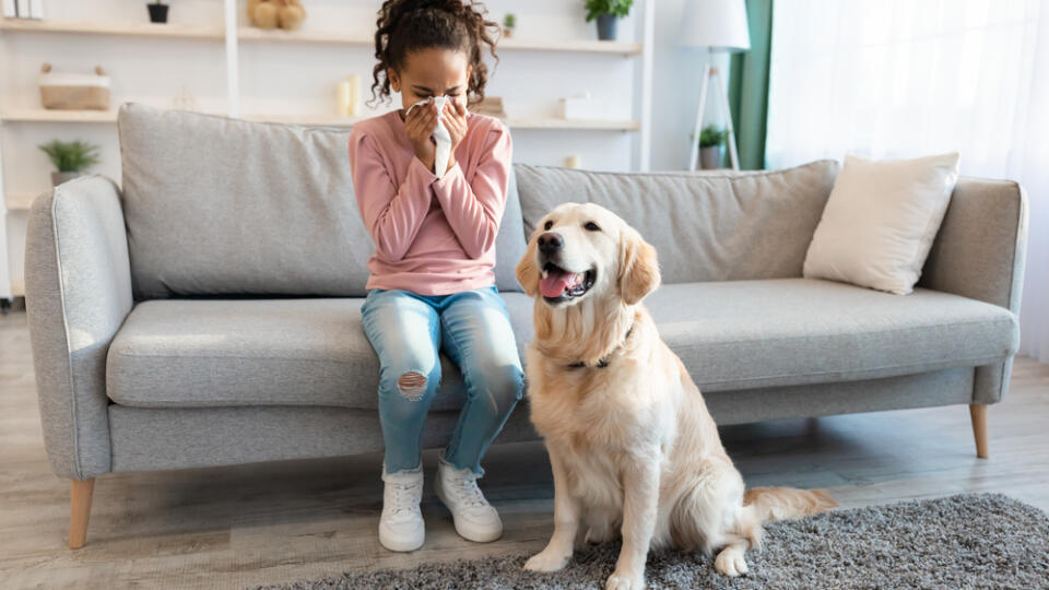 Animal,Allergy,Concept.,Sick,African,American,Girl,Sneezing,And,Holding