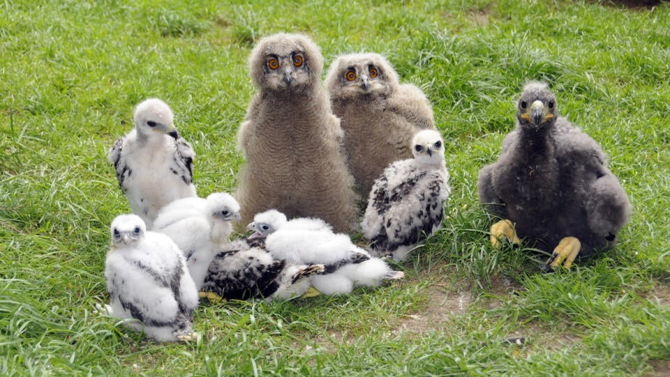 Vtáčie mláďatká sú naozaj roztomilé.   Na fotke je Sokol rároh (Falco cherrug),Výr skalný (Bubo bubo) a Orliak morský (Haliaeetus albicilla).