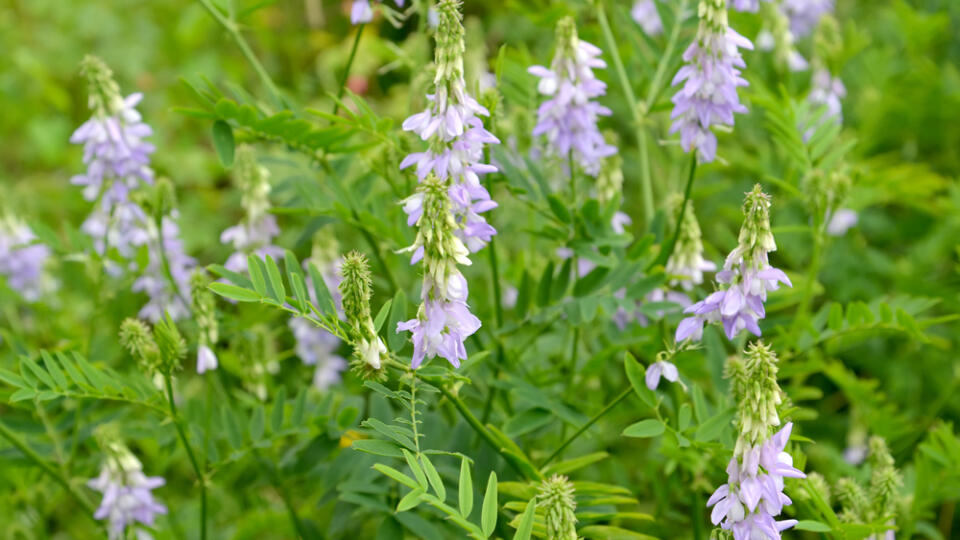 Jastrabina lekárska (Galega officinalis)