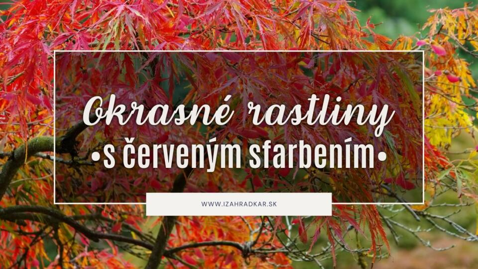 Okrasné rastliny s červeným sfarbením