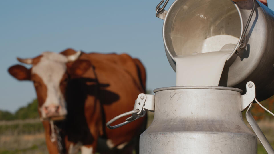 Farmer,Pours,Milk,Into,Can,,In,The,Background,Of,A