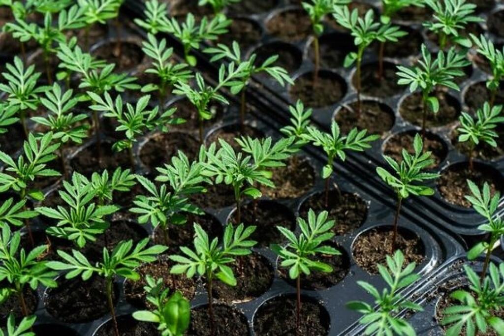Rastlinky vyklíčia v priebehu jedného týždňa za teplého počasia a zvyčajne kvitnú asi za 8 týždňov.