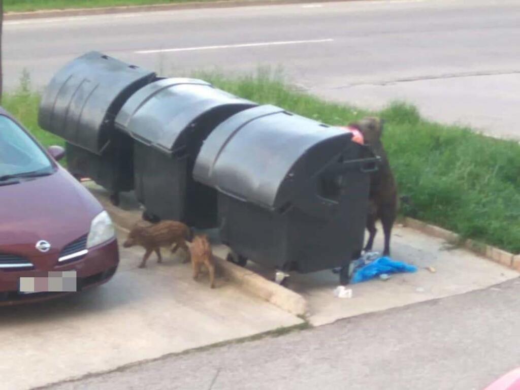 Diviaky sa prechádzajú po sídlisku a rozhadzujú kontajnery.