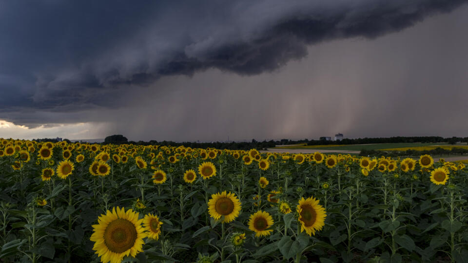 EBE 14 Frankfurt nad Mohanom - Búrka sa blíži nad slnečnicovým poľom v nemeckom Frankfurte nad Mohanom 21. júla 2023. FOTO TASR/AP
A thunderstorm approaches over a field of sunflowers in Frankfurt, Germany, Friday, July 21, 2023. (AP Photo/Michael Probst)