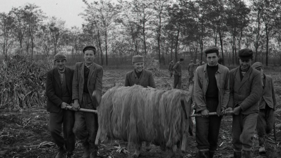 Na obrázku členovia skupiny Ľudovíta Sagana pri stavaní sietí. Foto: archív TASR, autor K. Cích/ 23. novembra 1955