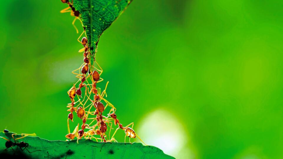 SEBAOBETA Pri mravcoch je dobro komunity nadradené životu jednotlivca.