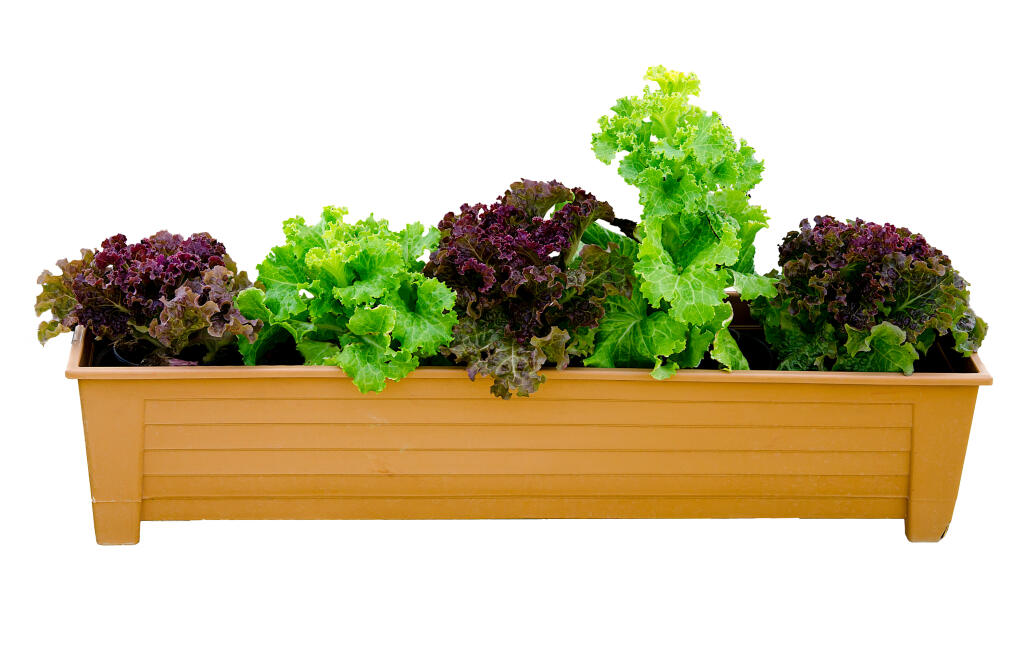 Rea,Oak,And,Green,Oak,On,Tray,Isolated,On,White