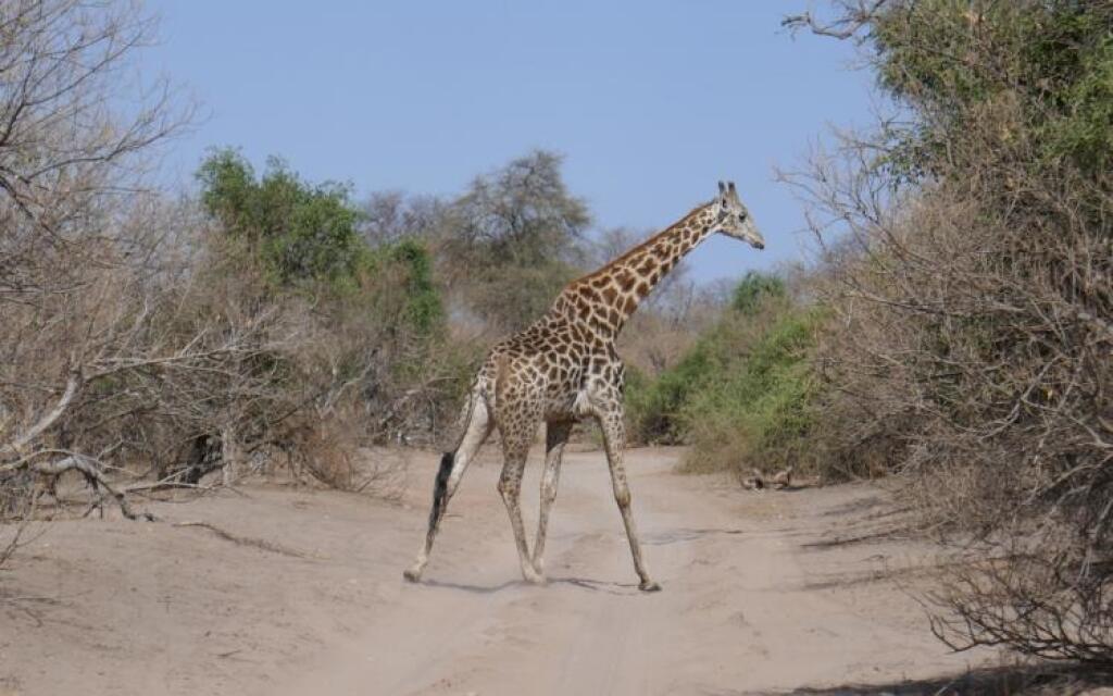 Africké safari na vode aj na súši