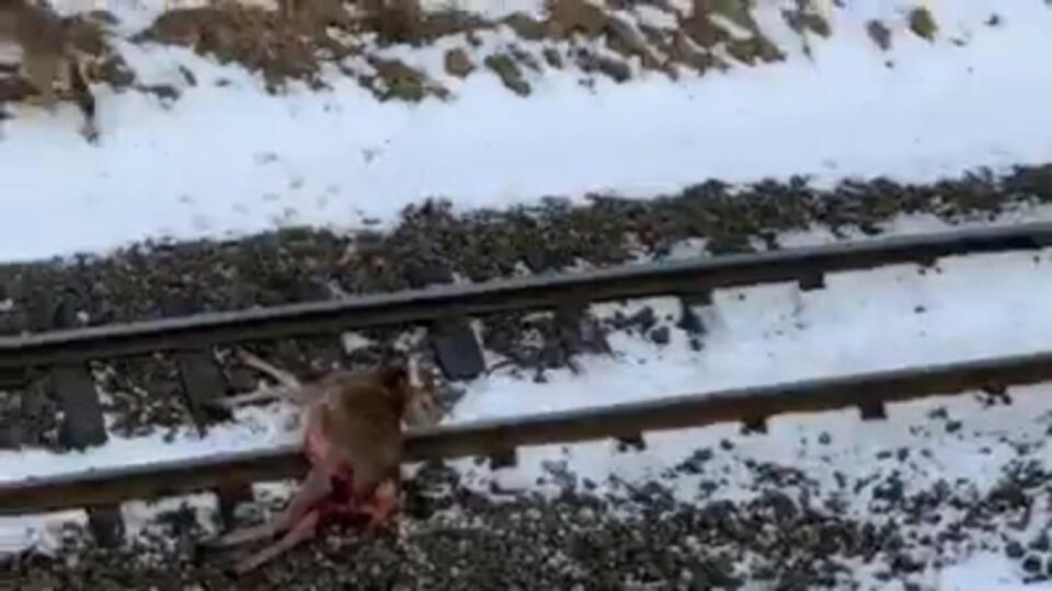 Pozrite si dych vyrážajúce zábery útoku vlka na jelenča v Hornom Smokovci!