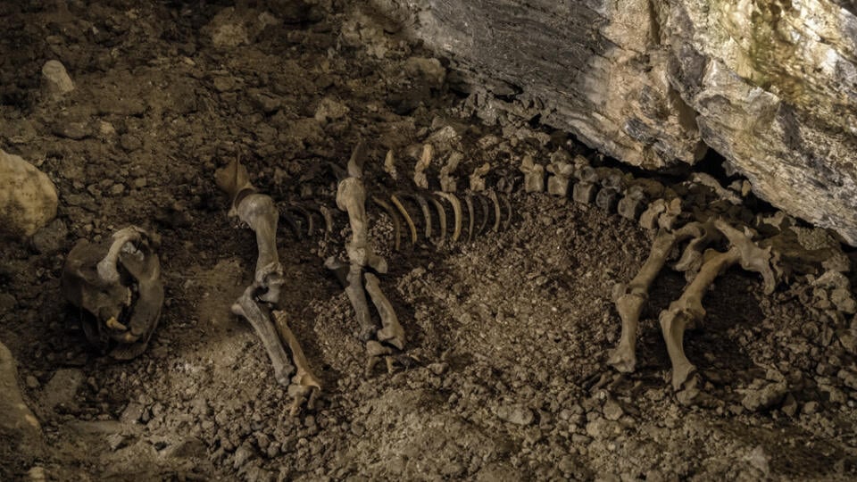 Bones,Of,Prehistoric,Cave,Bear,In,Vazecka,Cave,,Slovakia