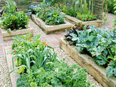 Chcete začať s pestovaním ZELENINY? Toto zvážte pri založení ÚŽITKOVEJ záhrady!