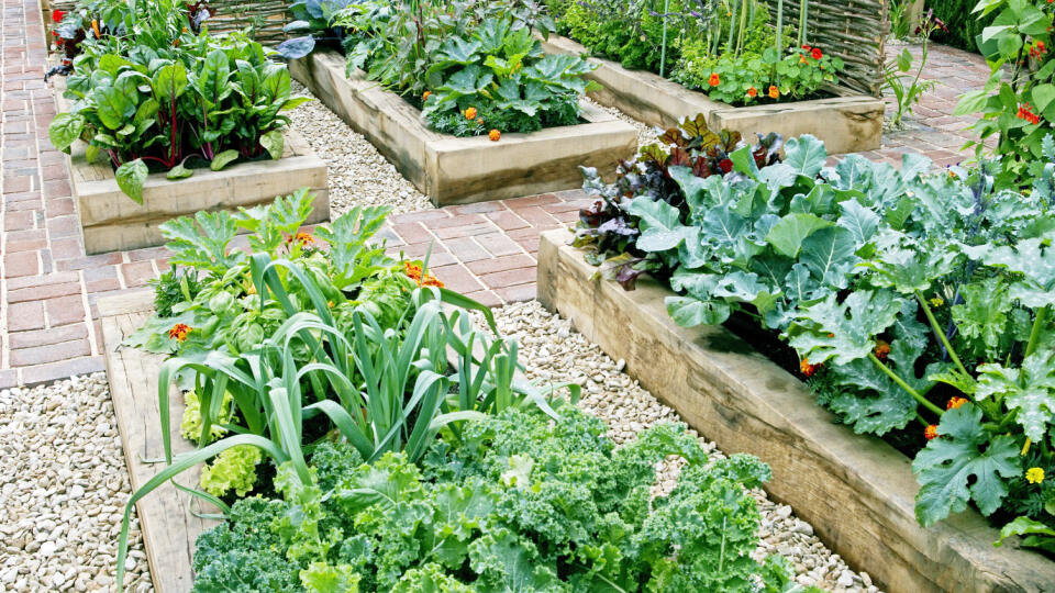 Childrens',Edible,Vegetable,Garden