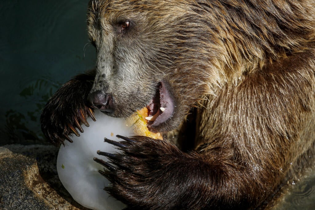 EBE 31 Rím - Na snímke medveď hnedý si pochutnáva na mrazenom ovocí počas horúceho dňa vo svojom bazéne v zoo Bioparco v Ríme 13. augusta 2020. FOTO TASR/AP
A brown bear eats a blocks of iced fruit in his pool enclosure at Rome's Bioparco zoo, Thursday, Aug. 13, 2020. Zoo staff offered animals frozen and refrigerated food to refresh them and also to enrich their routine. (Cecilia Fabiano/LaPresse via AP)