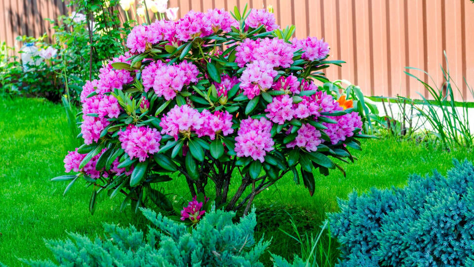 Rod Rhododendron zahŕňa asi 900 druhov vždyzelených aj opadavých stromov a krov.