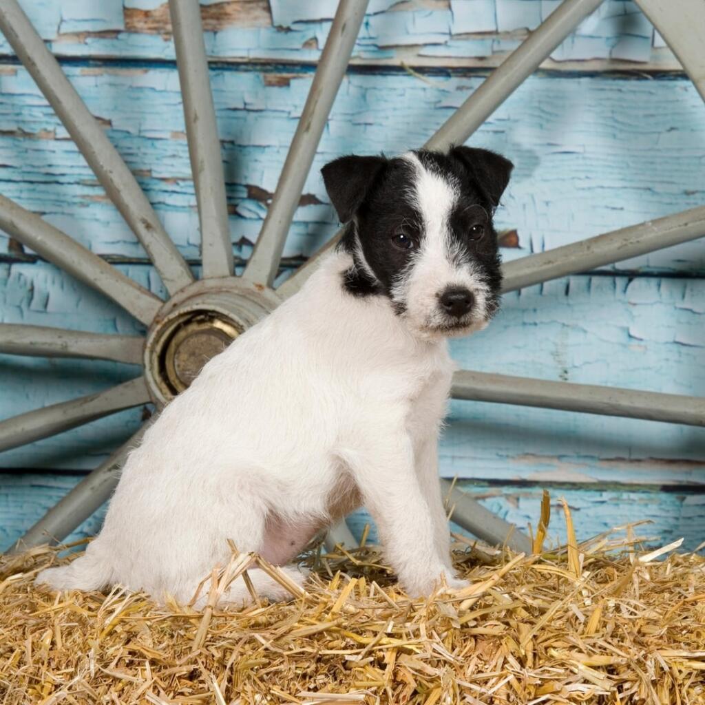 Jack Russell teriér je plemeno psa uznané v FCI v skupine nízkonohých teriérov. Vďaka svojmu atraktívnemu exteriéru a mediálnej podpore dnes patrí medzi tzv. módne plemená, čo je na škodu, pretože plemeno vyniká aj v poľovníckej praxi.