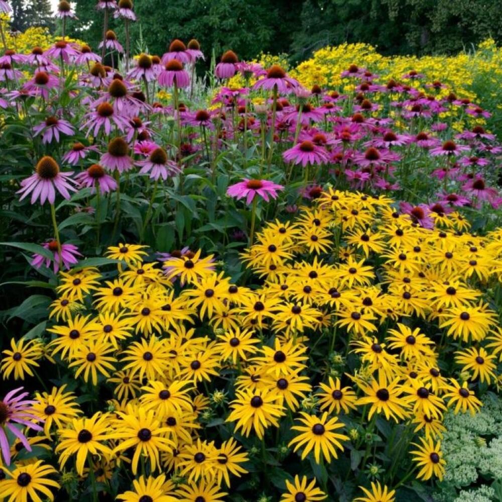 Rudbekie potešia dlhým kvitnutím až do mrazov.