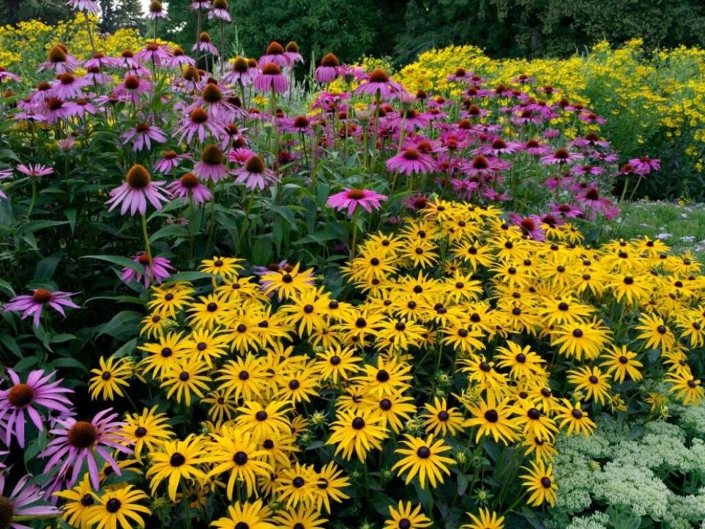 Rudbekie a echinacey potešia dlhým kvitnutím až do mrazov.