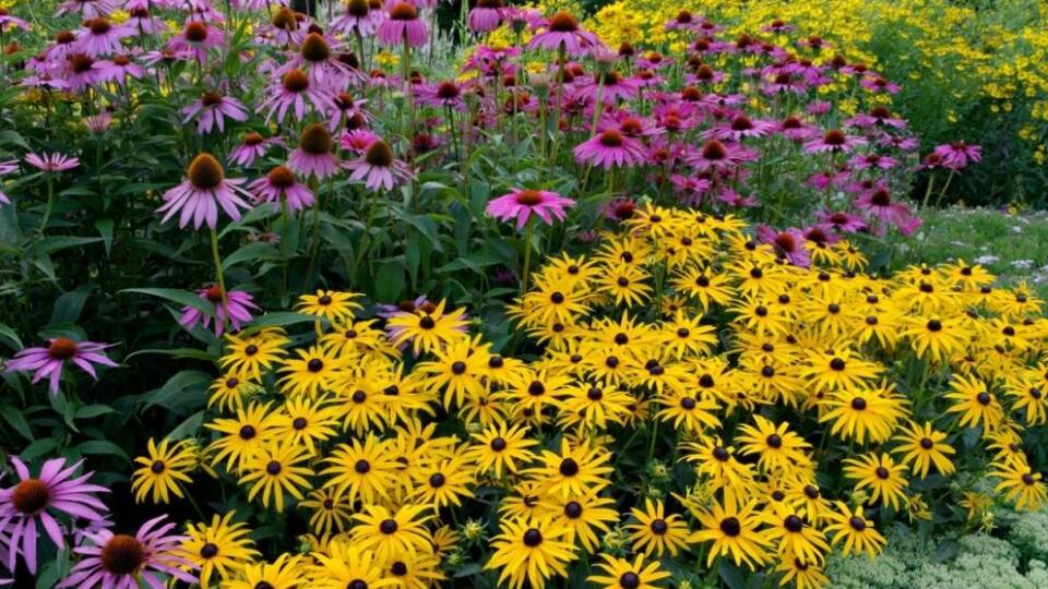 Rudbekie potešia dlhým kvitnutím až do mrazov.