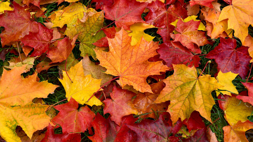 Autumn.,Multicolored,Maple,Leaves,Lie,On,The,Grass.