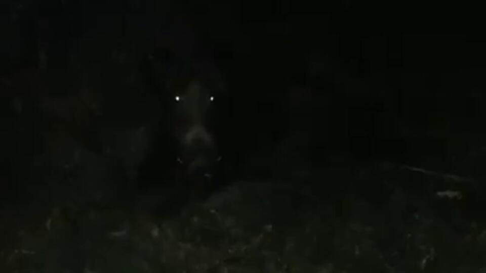 Žiaľ, aj takto občas dopadne stret auta a diviaka. Video nie je vhodné pre slabšie povahy!