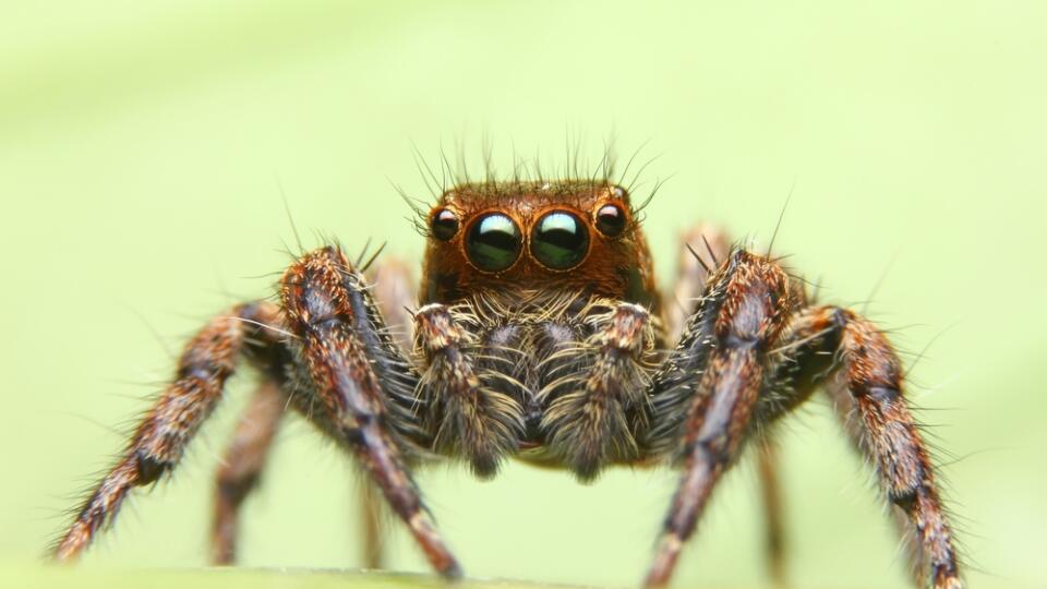 Jumping,Spider,,Spider,In,Thailand