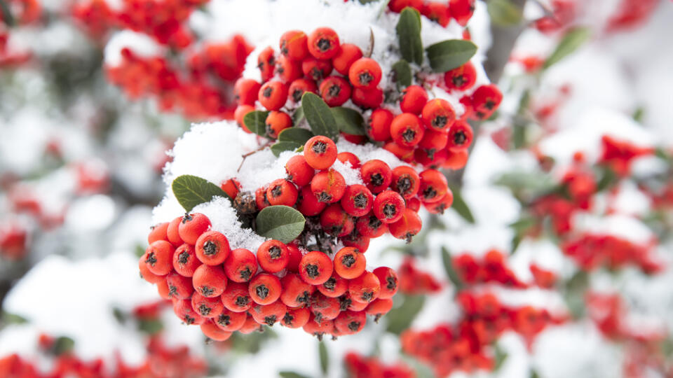 Pyracantha coccinea