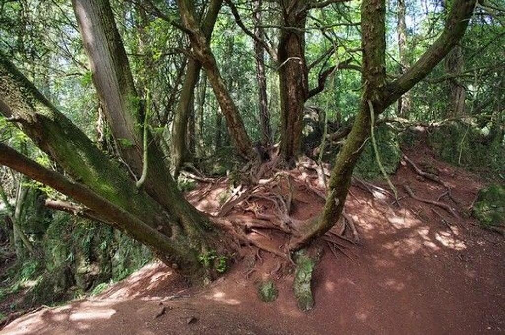 Леса 21 век. Лес Пазлвуд. Пазлвуд. Древний лес в мире Средиземья фото. Forest of Dean.