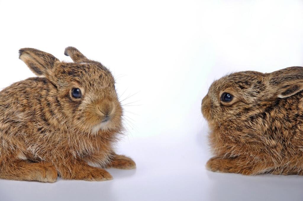 Zajac poľný (Lepus europaeus)