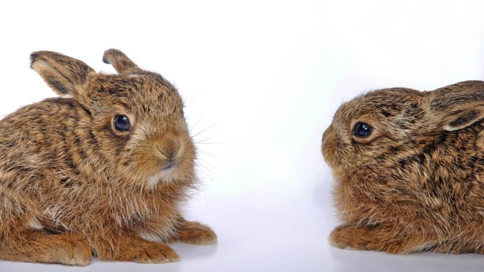 Zajac poľný (Lepus europaeus)