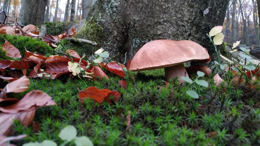 Foto