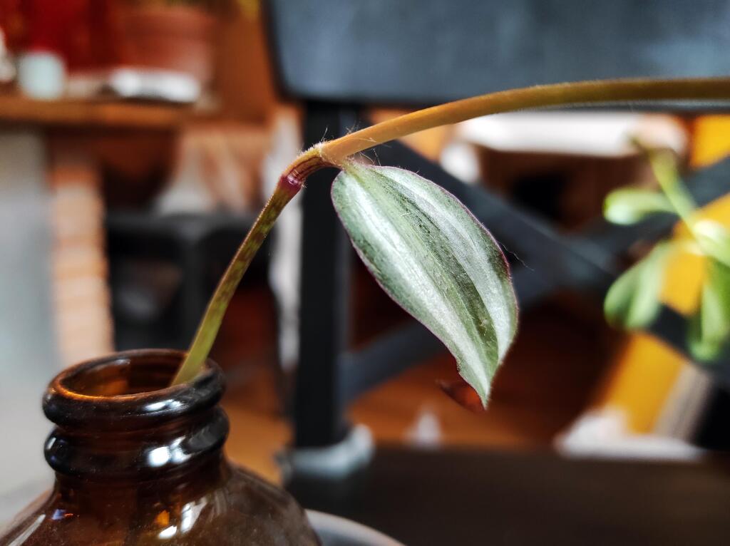 Zebrina previsnutá (Tradescantia zebrina) je bujná izbová rastlina, ktorá veľmi rýchlo zakorení.