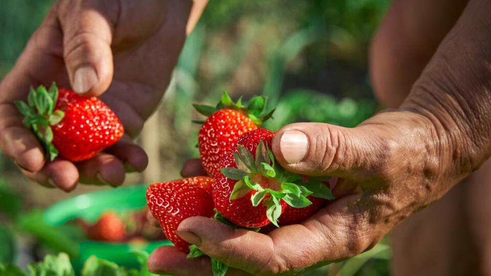 Pleseň sivá spôsobená hubou Botrytis cinerea je jedna z najčastejších a najzávažnejších chorôb ovocia. Pre jahody môže byť zničujúca hlavne vtedy, ak sa daždivé počasie zhoduje so zberom plodov.