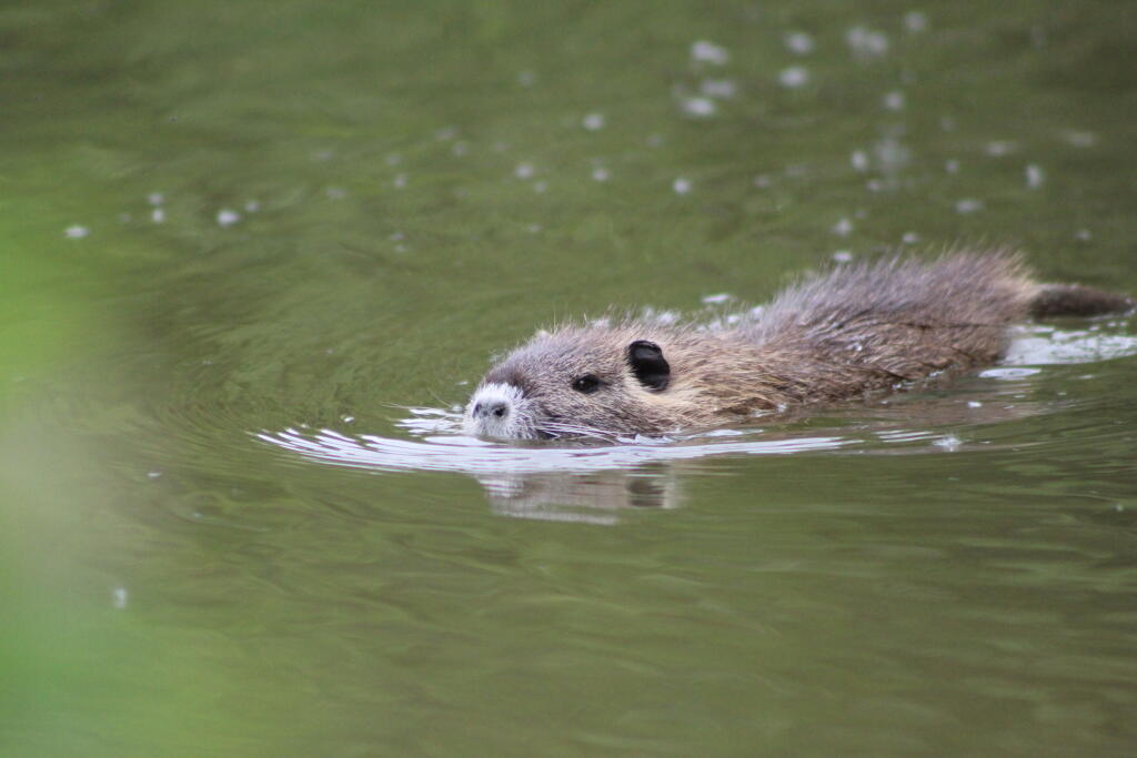 Nutria