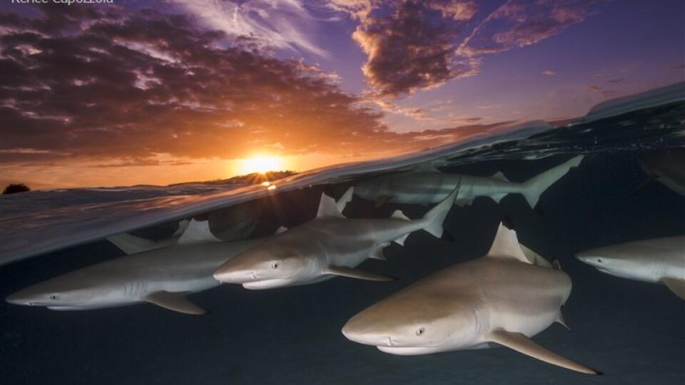 Jedna z najkomentovanejších fotografií UPY 2018: Blacktip Rendezvous – Renee Capozzola.