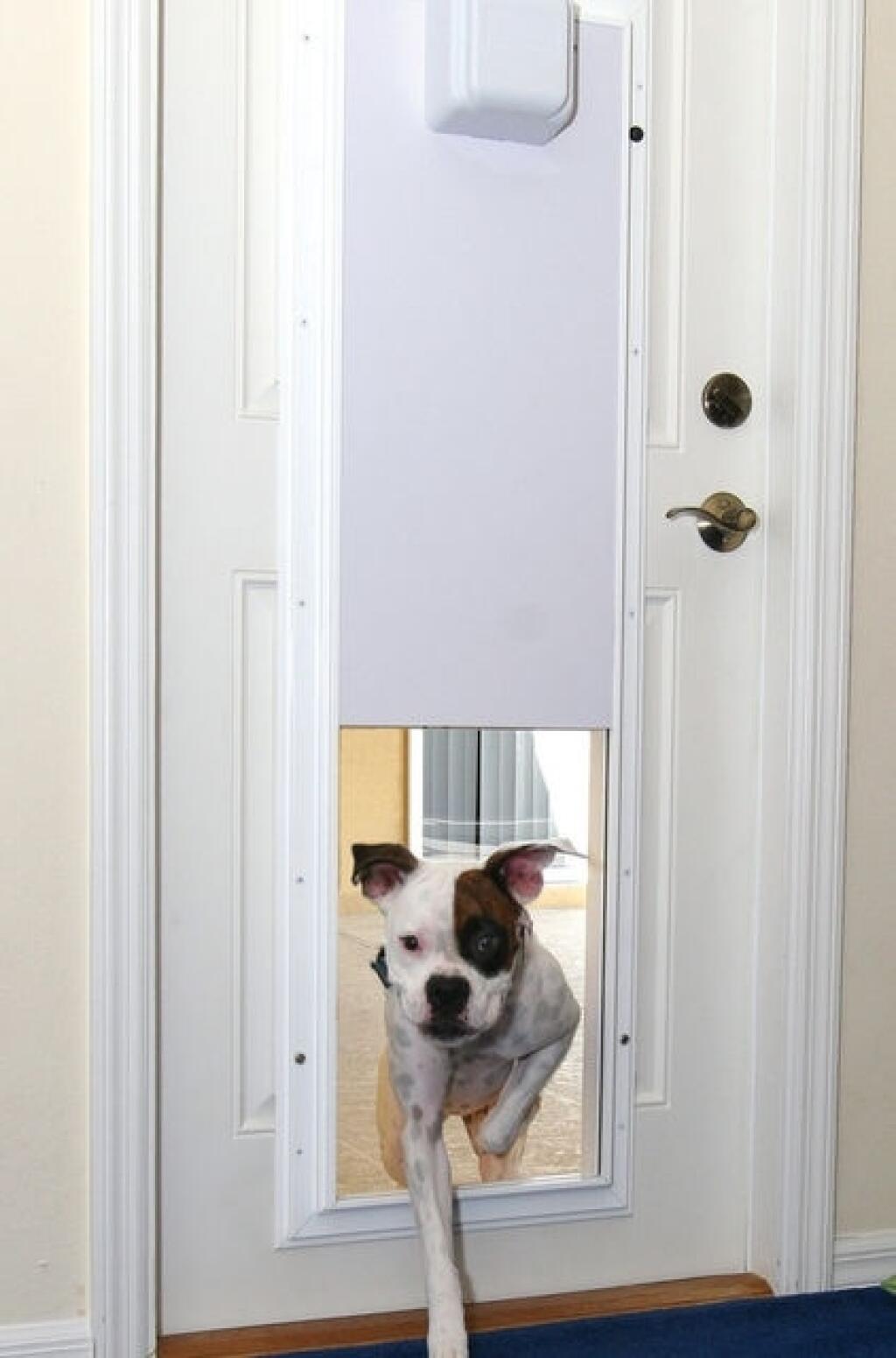 Дверца для животных Pet Door
