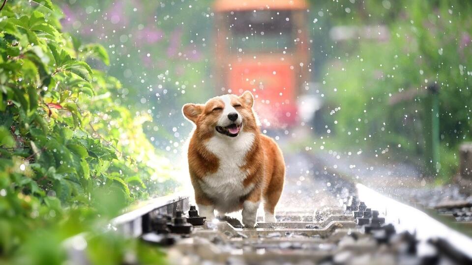 Corgi.