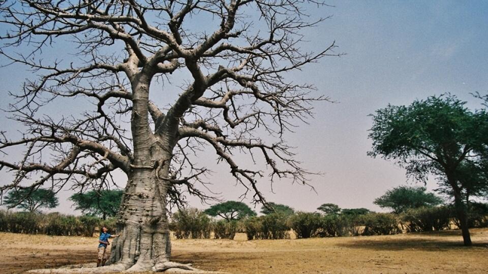 Baobab: Človek je pri ňom maličký.